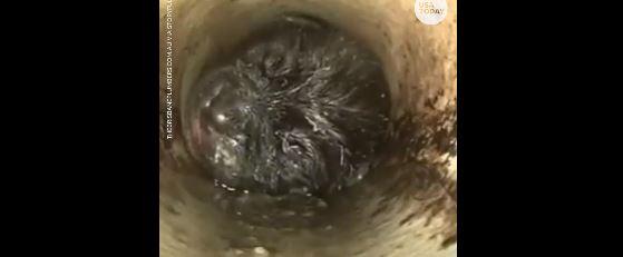 plumbers-rescue-puppy-that-fell-down-a-bathroom-drain:-‘nothing-short-of-a-miracle’