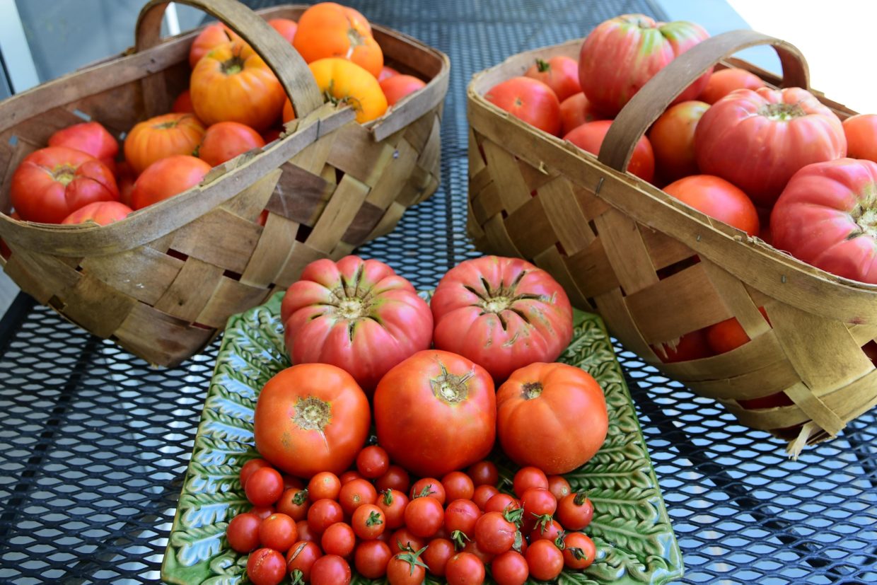 vine-ripe-goodness:-get-hooked-on-planting-tomatoes