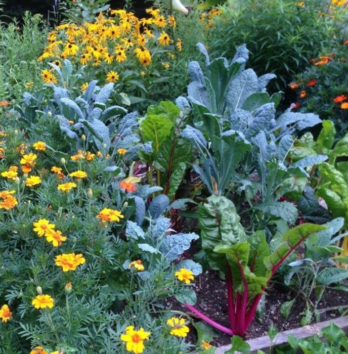 happily-growing-together:-incorporate-edible-landscaping-into-your-garden