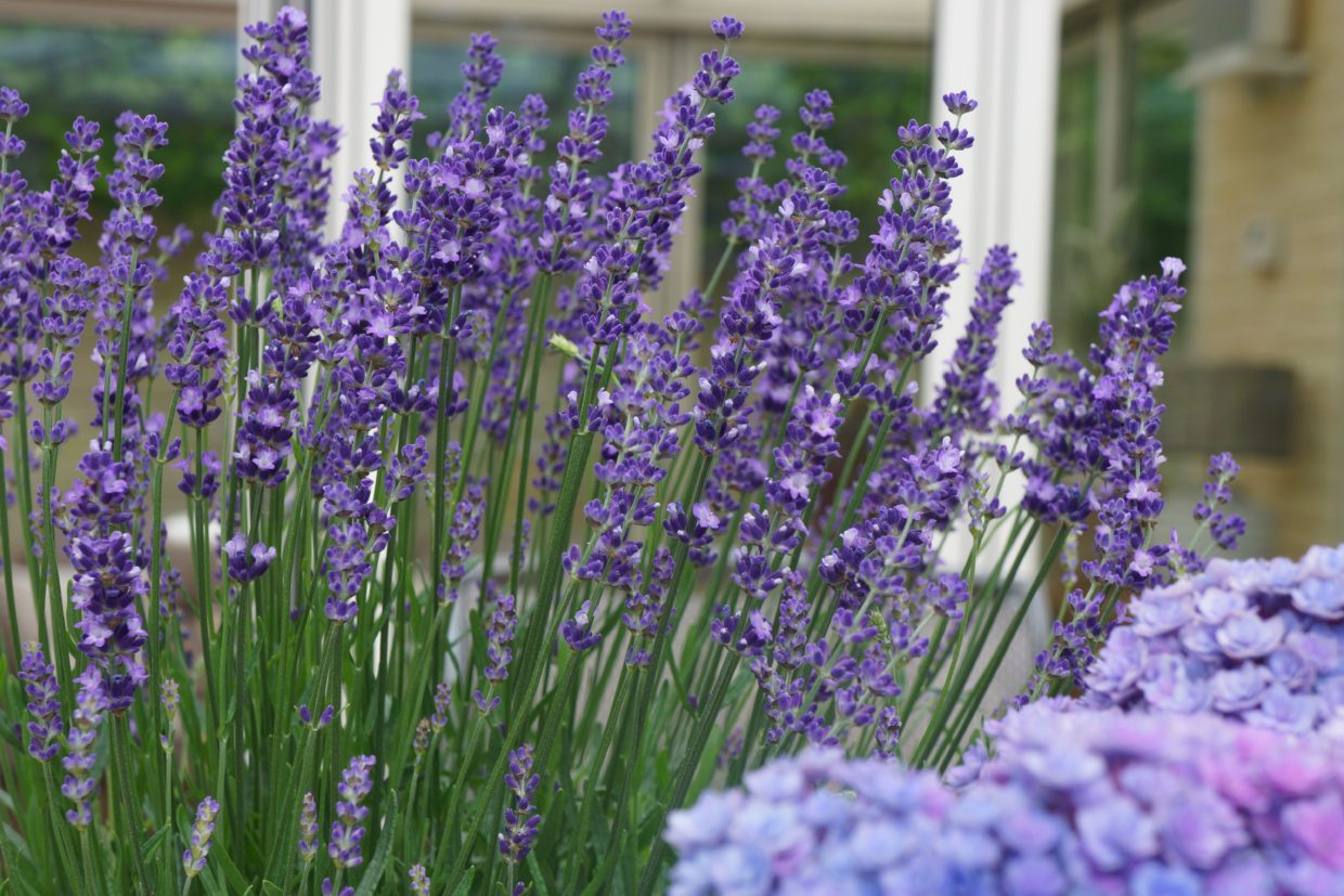 lavender-–-the-loveliest-of-herbs